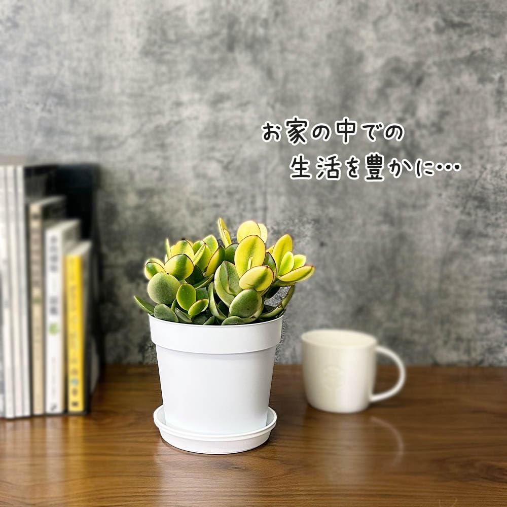 Amazon｜観葉植物 金のなる木 斑入り 黄金花月 選べるサイズ 4号 5号